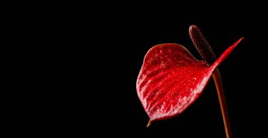 Siyah izole arkaplanda kırmızı anthurium çiçeği tomurcuğu