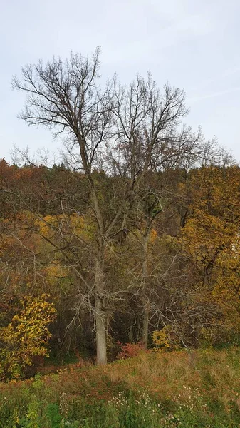 Stare Drzewo Nad Brzegiem Rzeki — Zdjęcie stockowe