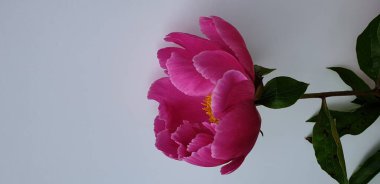 Beyaz arkaplanda pembe çiçek