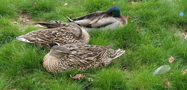 Ogar Ducks Rest Zielone Grasy — Zdjęcie stockowe