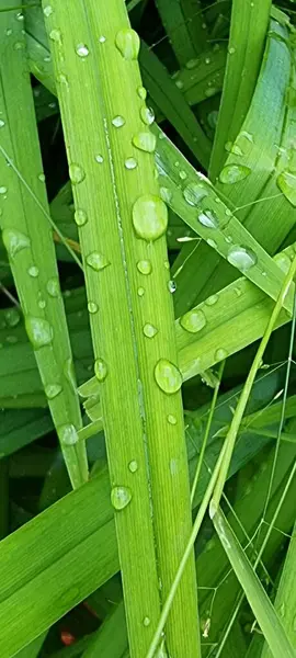 Gotas Chuva Para Fundo Close — Fotografia de Stock