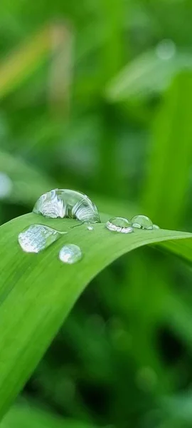 Gotas Chuva Para Fundo Close — Fotografia de Stock