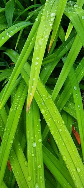 Regentropfen Für Eine Nahaufnahme — Stockfoto