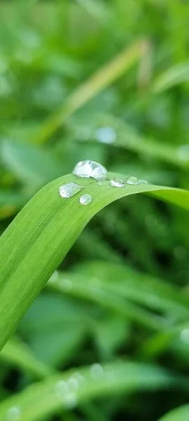 Gotas Chuva Para Fundo Close — Fotografia de Stock