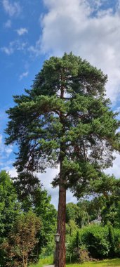 Güneşli bir günde uzun bir çam ağacı