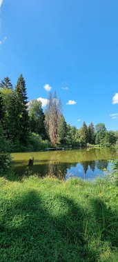 Sahilde üç yaşlı ağaç
