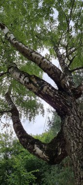 Bir huş ağacının bükülmüş gövdesi