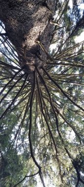 Ormandaki kozalaklı bir ağacın dalları