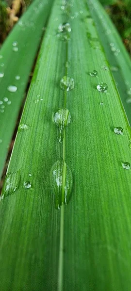 Regentropfen Auf Einem Grünen Blatt — Stockfoto