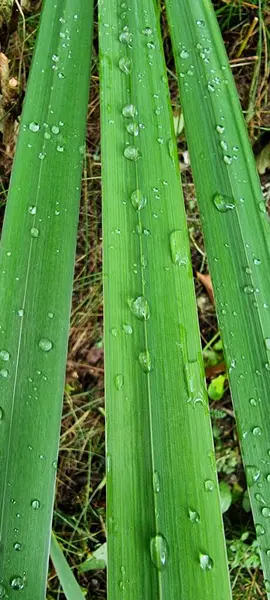 Gotas Chuva Uma Folha Verde — Fotografia de Stock