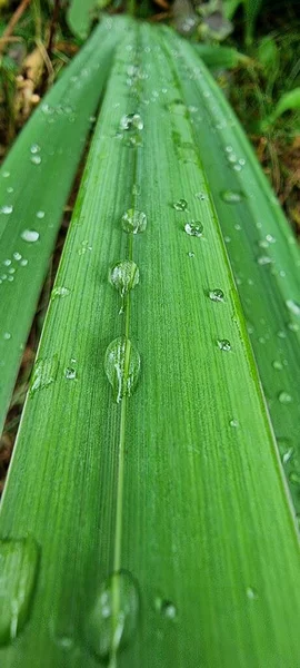 Regentropfen Auf Einem Grünen Blatt — Stockfoto