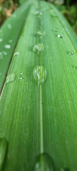 Regentropfen Auf Einem Grünen Blatt — Stockfoto