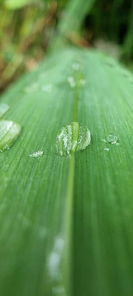 Gotas Lluvia Sobre Una Hoja Verde —  Fotos de Stock