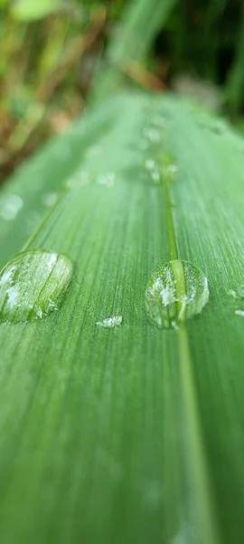 Krople Deszczu Zielonym Liściu — Zdjęcie stockowe