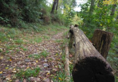 Ormandaki patika sonbahar mevsimi