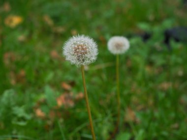 Sonbahar boyunca yeşil çayırdaki küçük çiçekler