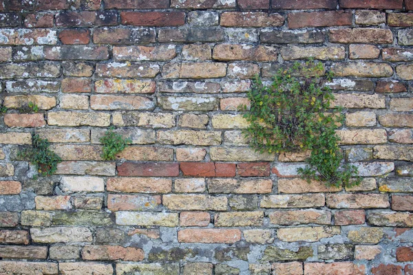 Gamle, rustne, oransje mursteinsmur med noen voksende planter på. . – stockfoto