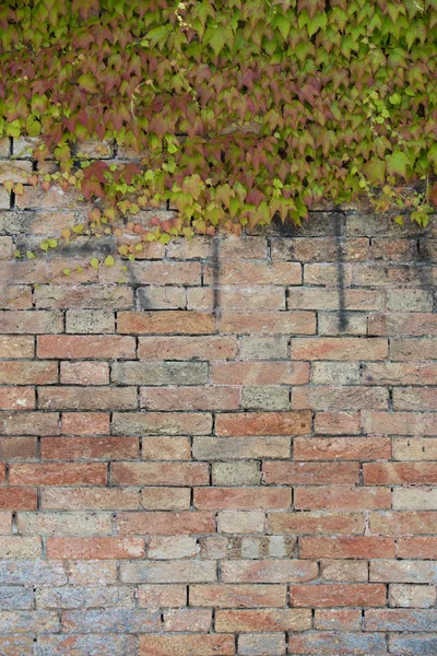 Het patroon van klimplant over bakstenen muur. Ampelopsis, wijnstokken. Plant op de muur. Groene muur. Systembolaget. Tuin. — Stockfoto