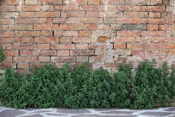 Ziegelsteinmauer mit Büschen. — Stockfoto