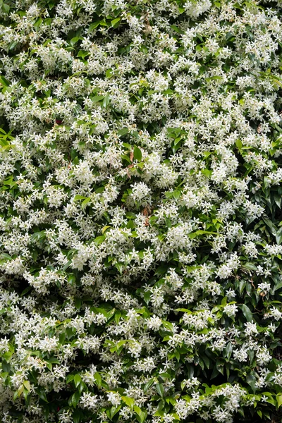 Текстура зелёной стены Trachelospermum jasminoides . — стоковое фото