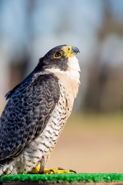 Falco peregrinus vogel — Stockfoto