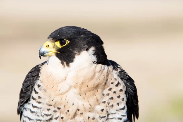 Falco peregrinus Ave —  Fotos de Stock