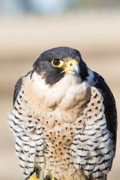 Aves Falco peregrinus — Fotografia de Stock