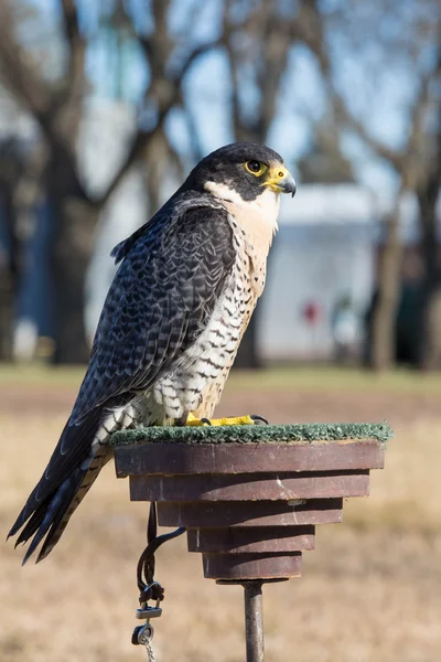 Falco peregrinus bird — Stock Photo, Image