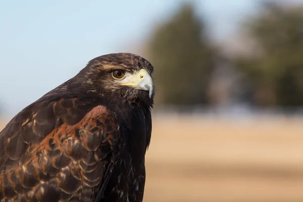 Falconry — Stock Photo, Image