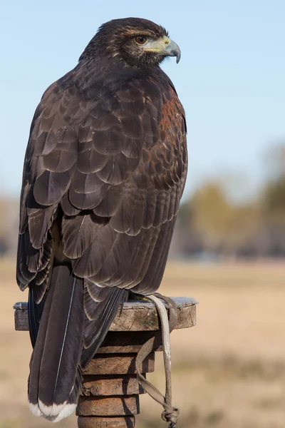 Falcoaria — Fotografia de Stock