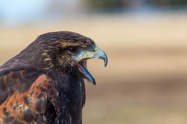 Falcoaria — Fotografia de Stock