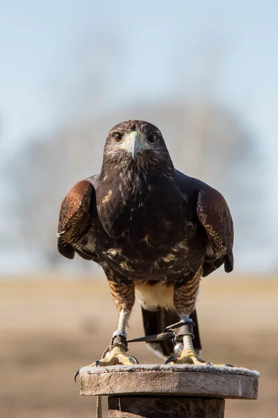 Falconry — Stock Photo, Image