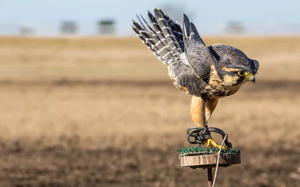 Falcon bird — Stock Photo, Image