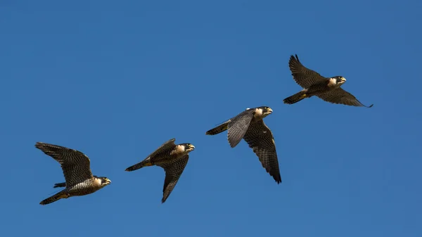 Kuşlar gökyüzünde uçuyor