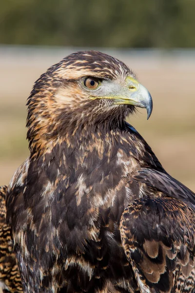 Eagle hawk — Stock Photo, Image