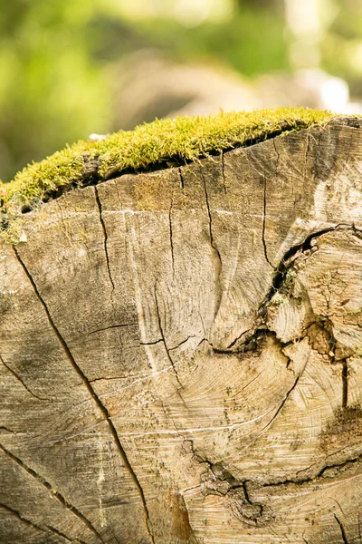 Baumstamm mit Moos — Stockfoto