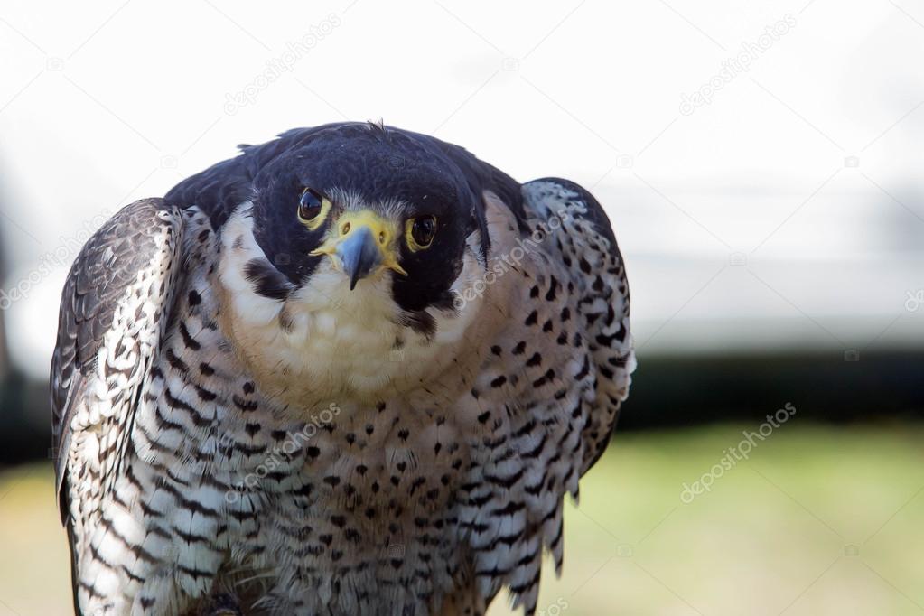 Falco peregrinus bird