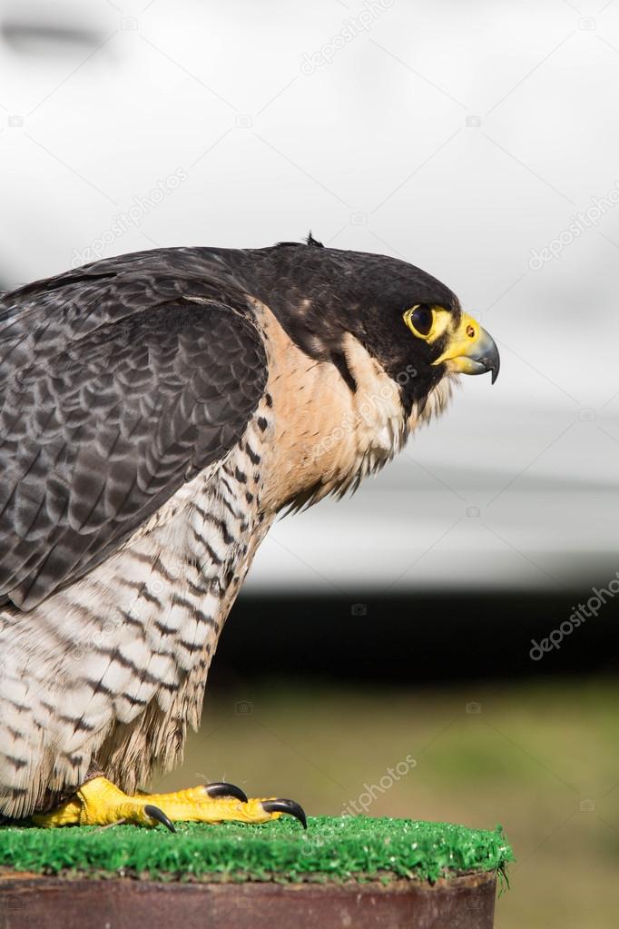 Falco peregrinus bird