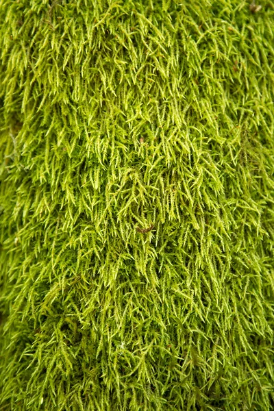 Texture of grass. — Stock Photo, Image