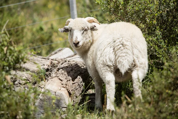 Sheep in nature — Stock Photo, Image