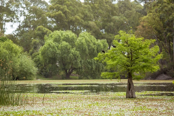 Landschap van wetland — Stockfoto