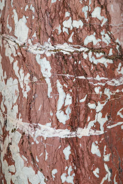 Textura del tronco del árbol — Foto de Stock