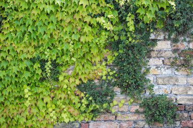 Sarmaşık tuğla duvarın üzerinden doku. Yeşil duvar.