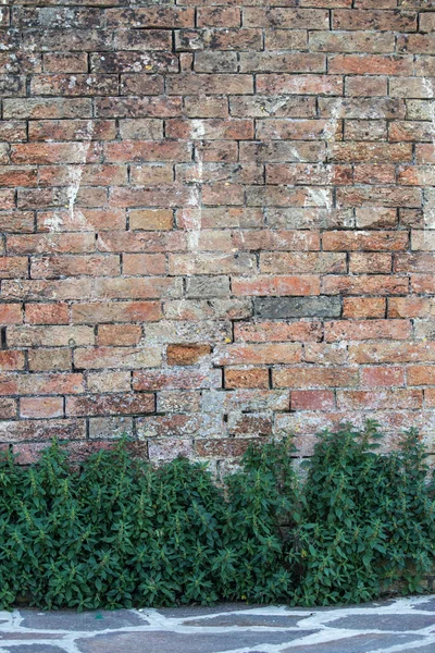Het patroon van klimplant over bakstenen muur. Groene muur. — Stockfoto