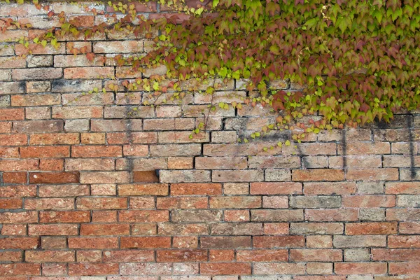 Textur des Kriechers über Ziegelmauer. grüne Wand. — Stockfoto