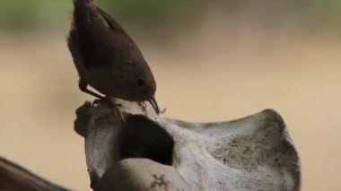Kuşlar yuva detayını. Kuş ve dışarı hızlı bir şekilde alır. Yiyecek getiriyor.
