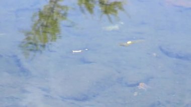 İnsectos su yüzeyinin yeme balık.