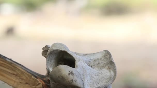 Detail of birds nest. Bird gets in and out quickly. Brings food, insects. — Stock Video