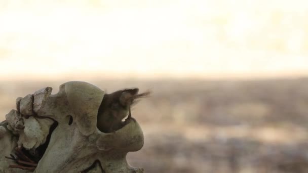 Detalle de nido de aves. Bird entra y sale rápido. Trae comida, insectos. Se para sobre el hueso unos segundos moviendo las plumas de su pecho — Vídeo de stock