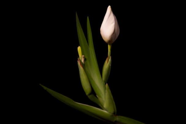 Çiçek çiçek açan tomurcuk zaman atlamalı. Neomarica sp. Bahar, çiçek açan çiçekler. — Stok video